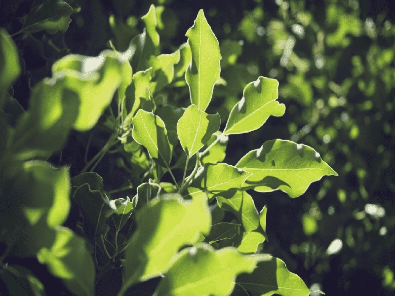 焦作911医院试管佛山考试管理医院要求做试管